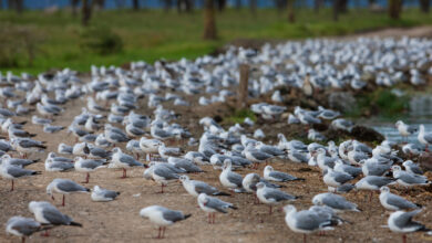 В Гродно снова вернулись чайки