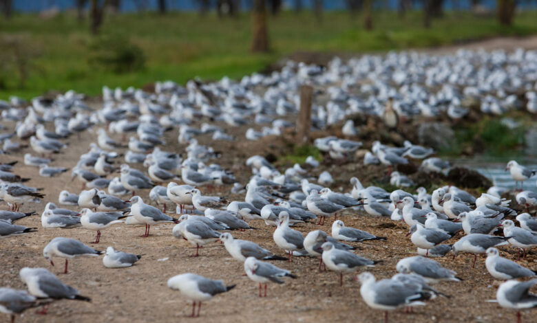 В Гродно снова вернулись чайки