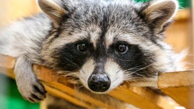 Знаменитый енот