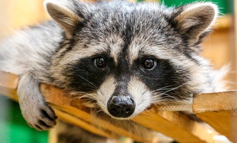 Знаменитый енот