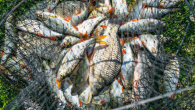 33 км браконьерских сетей изъяли