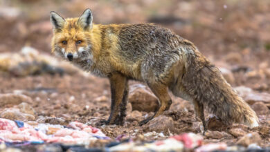 Прокуроры увидели лису за поеданием павших коров