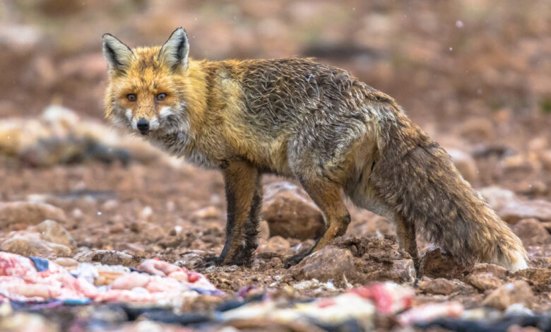 Прокуроры увидели лису за поеданием павших коров