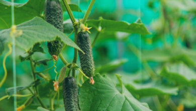 Производителей огурцов призвали