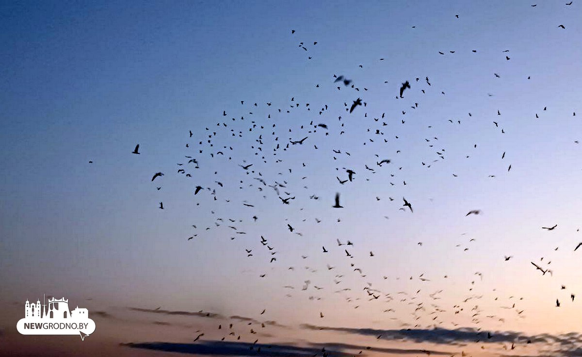 В Гродно снова вернулись чайки