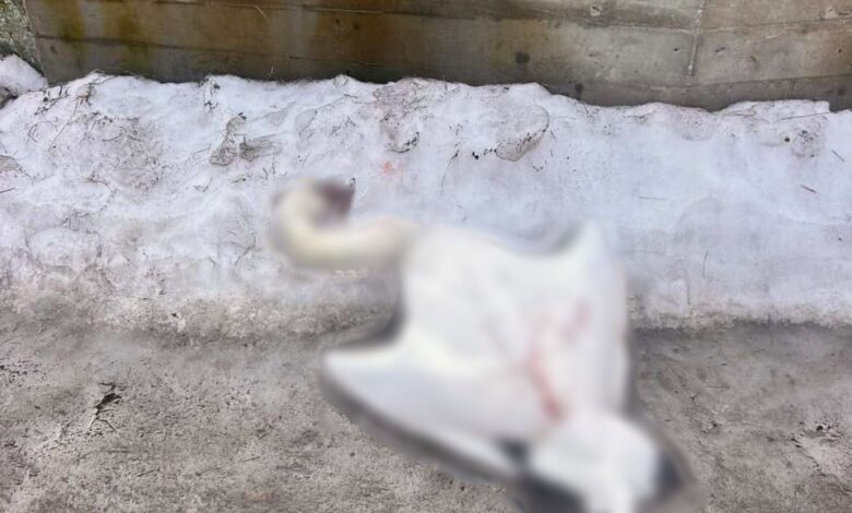 В Слониме специалисты опровергли