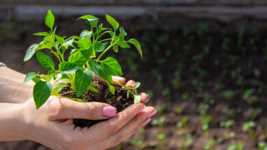 Земля с участка или магазинный грунт: