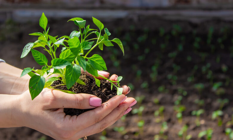 Земля с участка или магазинный грунт:
