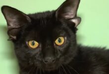 Четырехухий котенок: откуда у животных