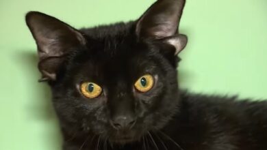 Четырехухий котенок: откуда у животных