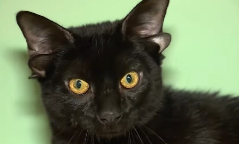 Четырехухий котенок: откуда у животных