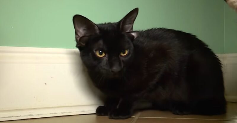 Четырехухий котенок: откуда у животных