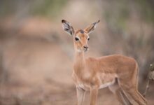 белорус спас тонущую косулю