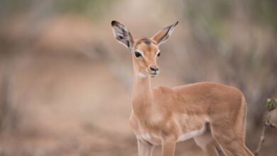 белорус спас тонущую косулю