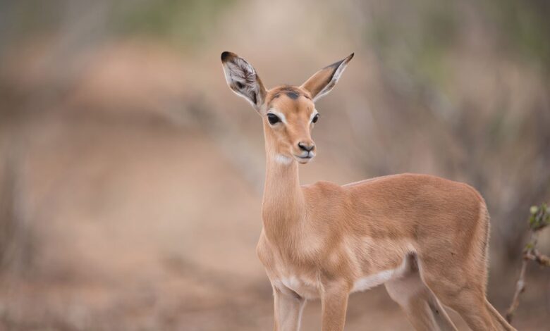белорус спас тонущую косулю