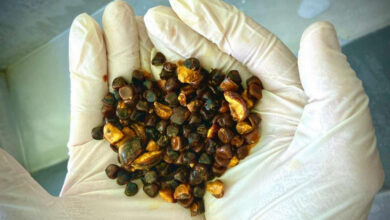 Охота на желчные камни коров: