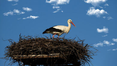 Под Гродно заметили первого аиста