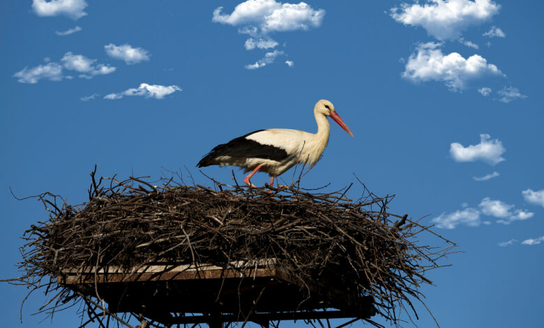 Под Гродно заметили первого аиста