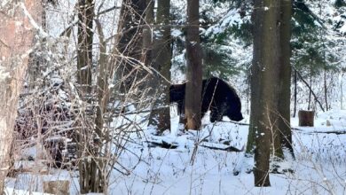 белорус прогнал медведя