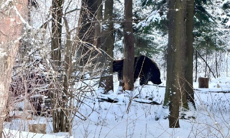 белорус прогнал медведя