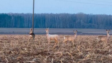 Редкая косуля-альбинос снята