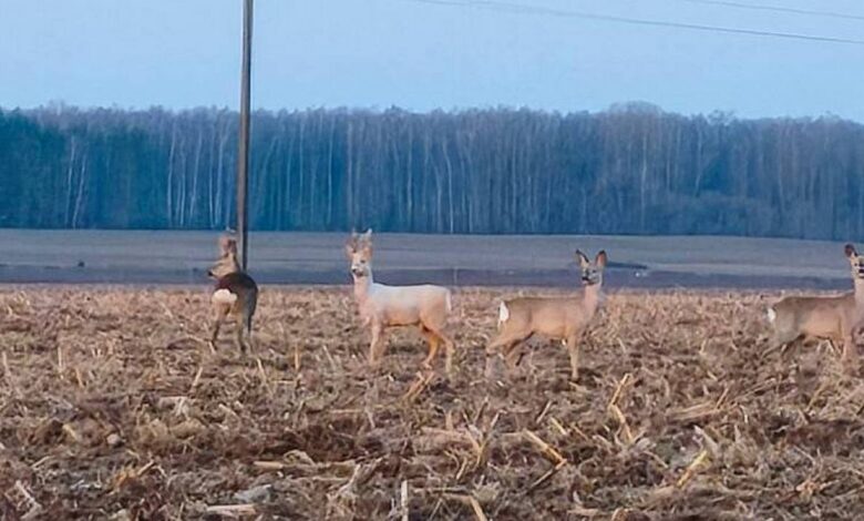 Редкая косуля-альбинос снята