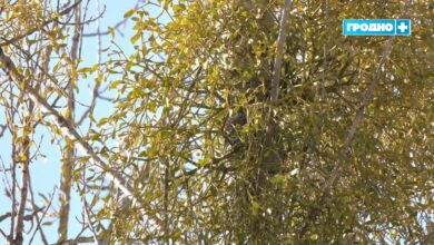 гродненка бьет тревогу