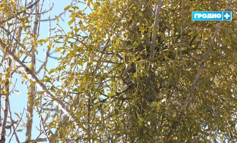 гродненка бьет тревогу