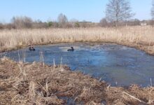 Под Дятлово