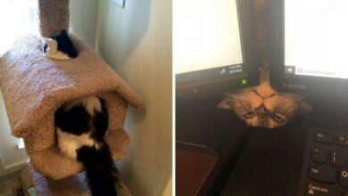 20 фото котиков