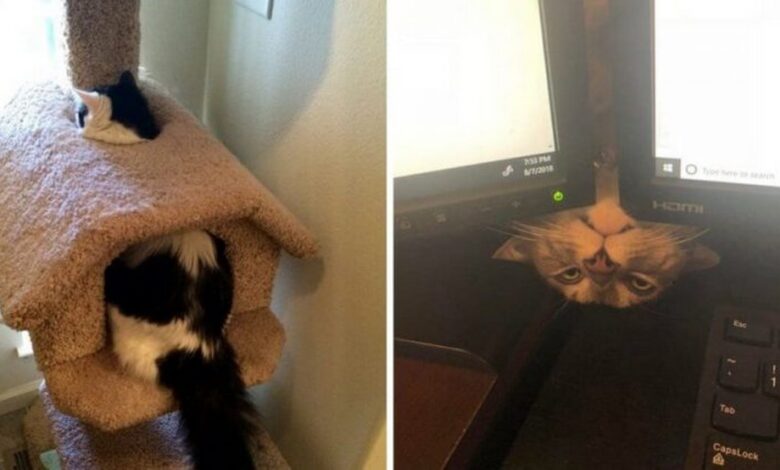 20 фото котиков