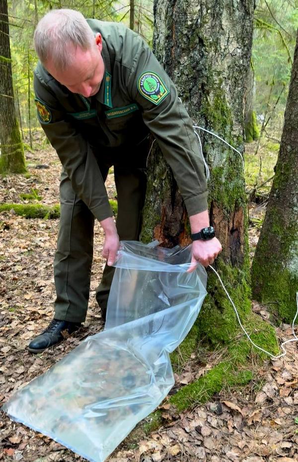Где в Гродно будут продавать березовый