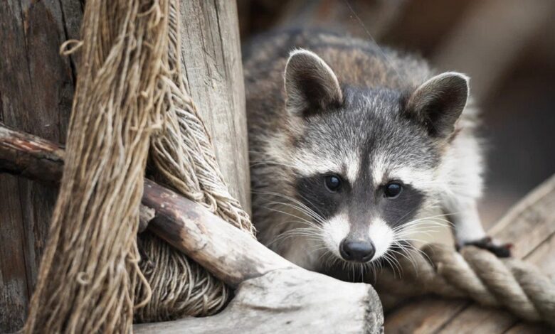 еноту-путешественнику из США