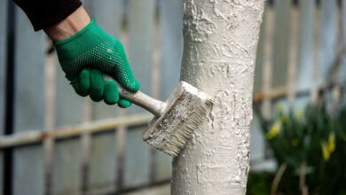 «Белить ещё рано!»: что делать