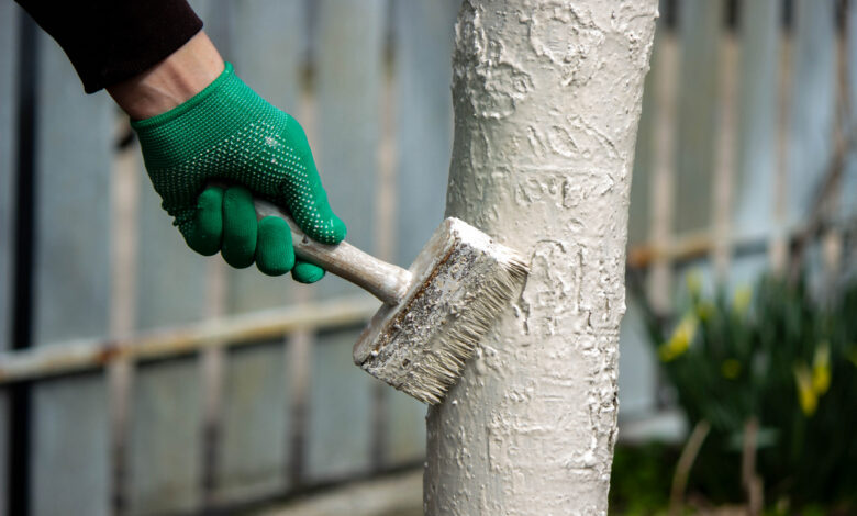 «Белить ещё рано!»: что делать