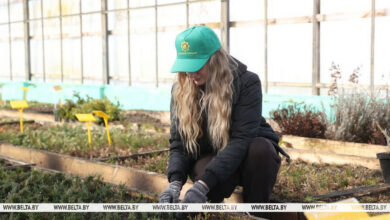 В Ивацевичах вырастят сеянцы