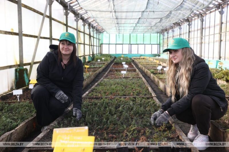 В Ивацевичах вырастят сеянцы