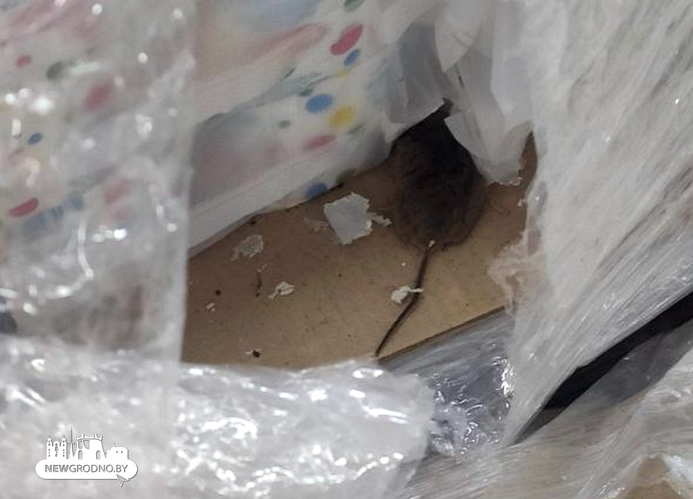 Жительница Гродно неудачно сходила