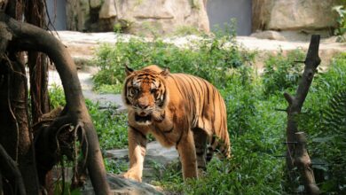 зачем в Гродненском зоопарке