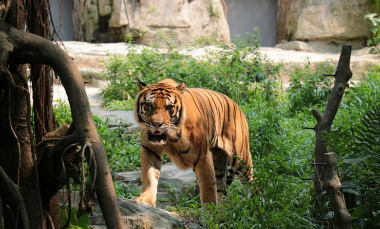 зачем в Гродненском зоопарке