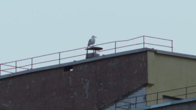 чайки в Гродно