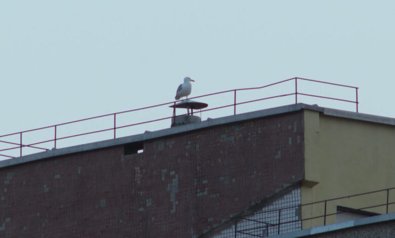 чайки в Гродно