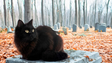 Как правильно похоронить домашнего питомца