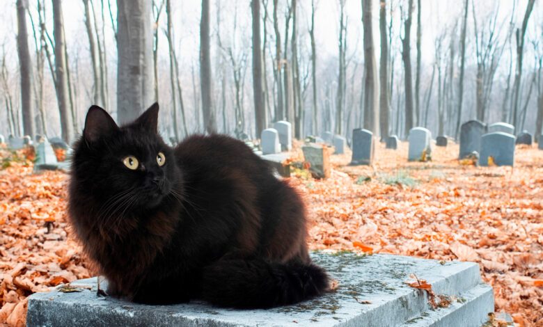 Как правильно похоронить домашнего питомца