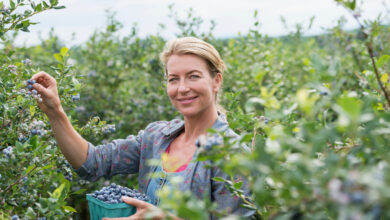 Под Гродно продают ферму с плантацией