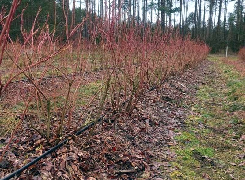 Под Гродно продают ферму с плантацией