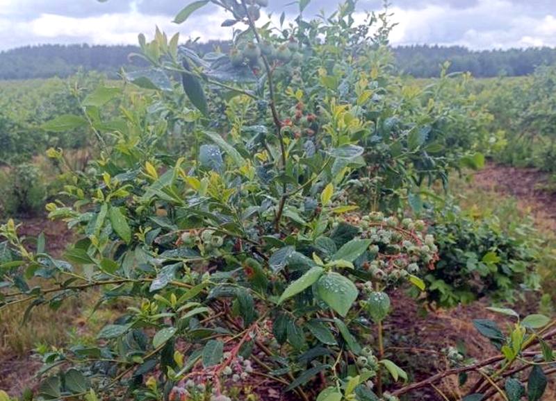 Под Гродно продают ферму с плантацией