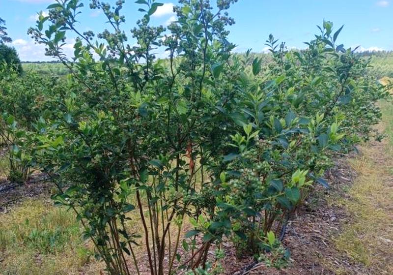 Под Гродно продают ферму с плантацией