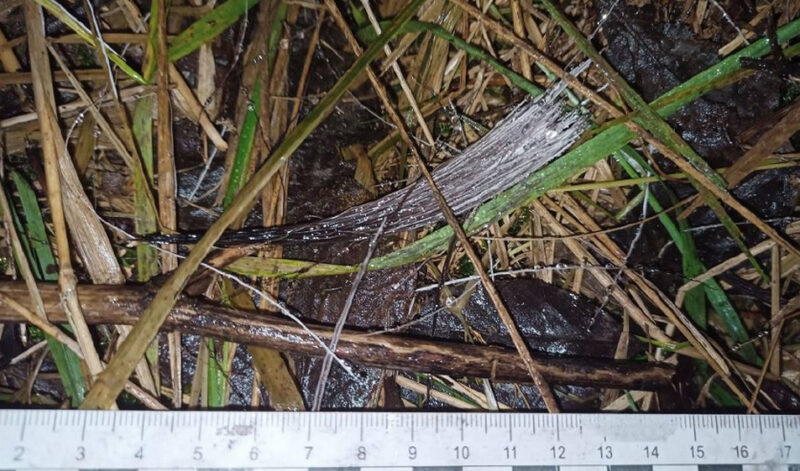 Житель Шумилинского р-на вывез