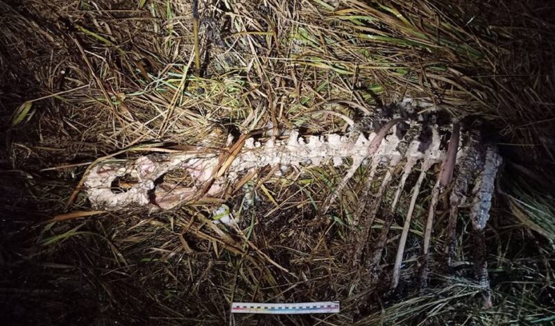 Житель Шумилинского р-на вывез